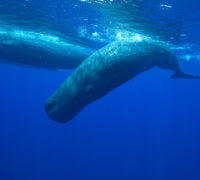 Sri Lanka: Vacation Hot Spot for Sperm Whales